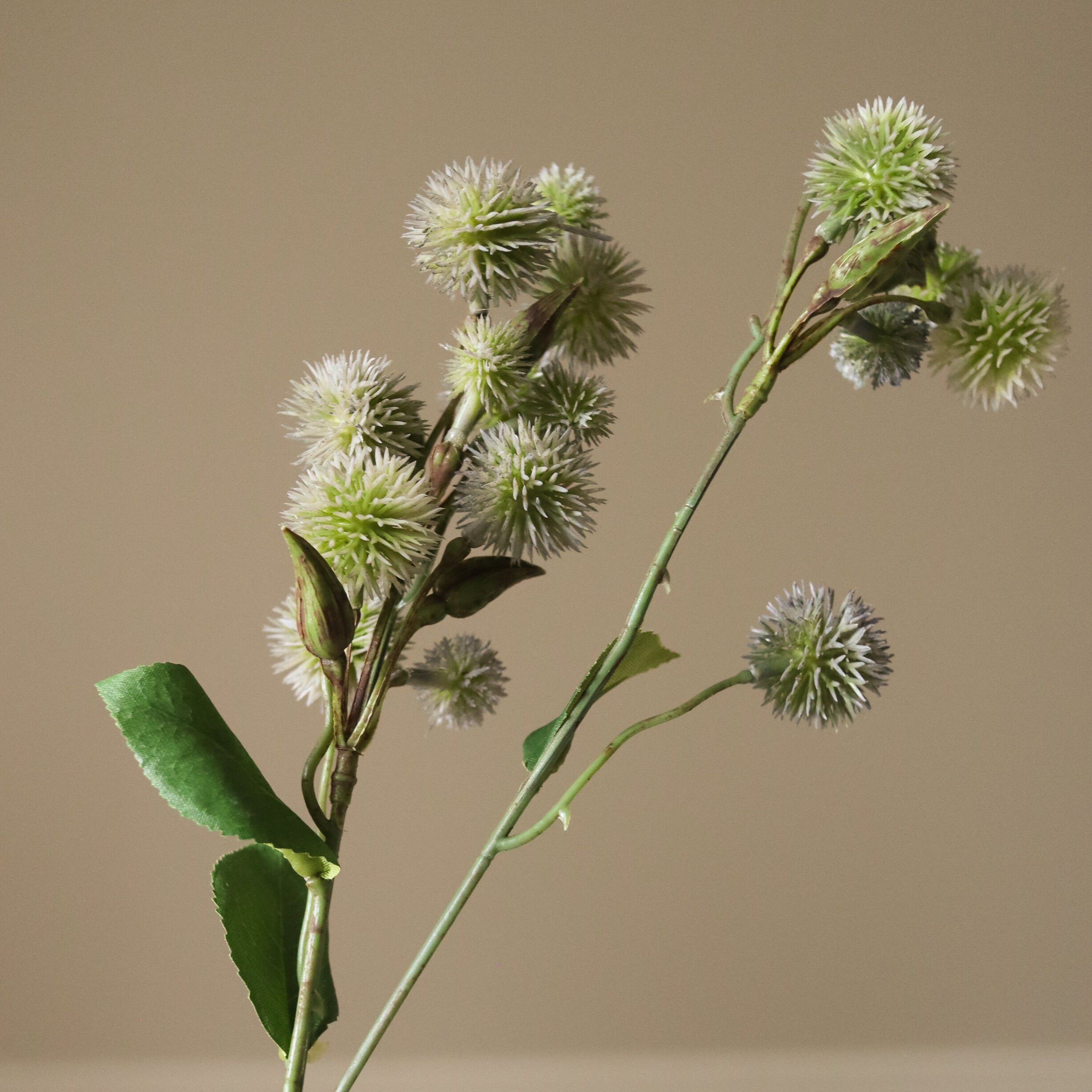Echinops Ritro Thistle Ball