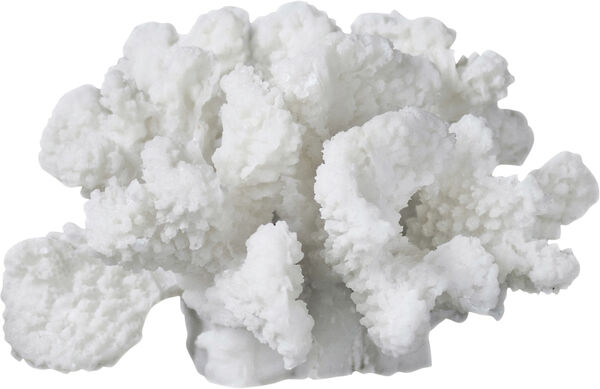 Coral, branches - small