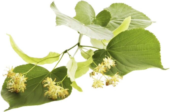 Organic Gentle Facial Cream Cleanser 100 ml.