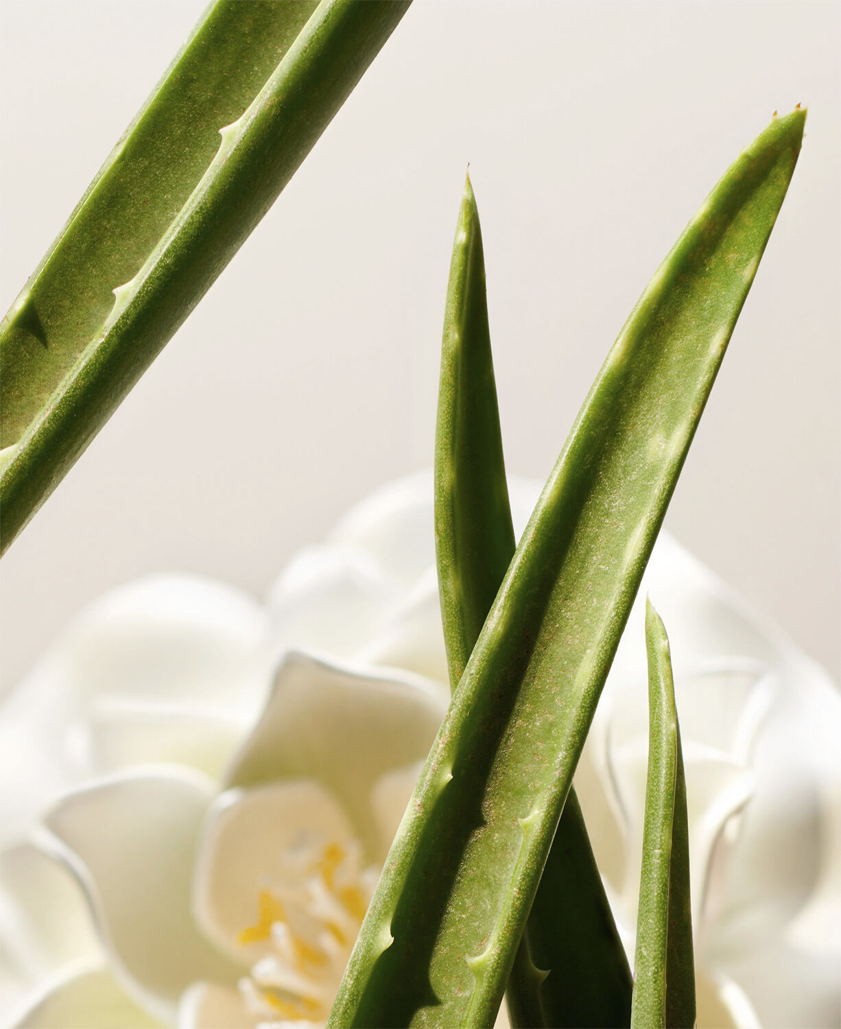 The Ritual of Namaste Clarifying Facial Toner