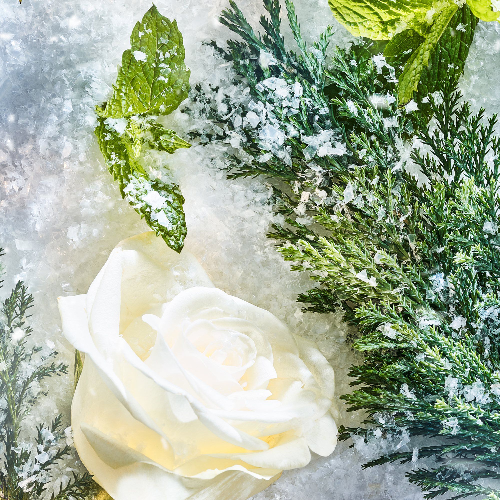 Roja Isola Snow Parfum 50 ml