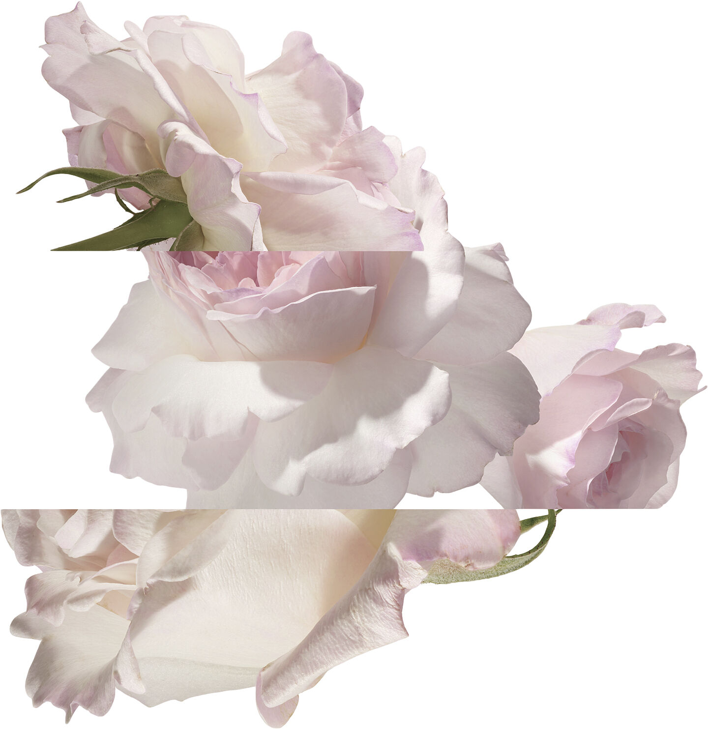 Eau de pamplemousse rose Eau de Cologne