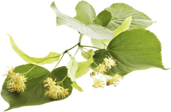 Organic Deodorant Spray, 50 ml.