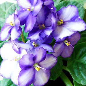 Solid parfume - Violet leaf No. 40