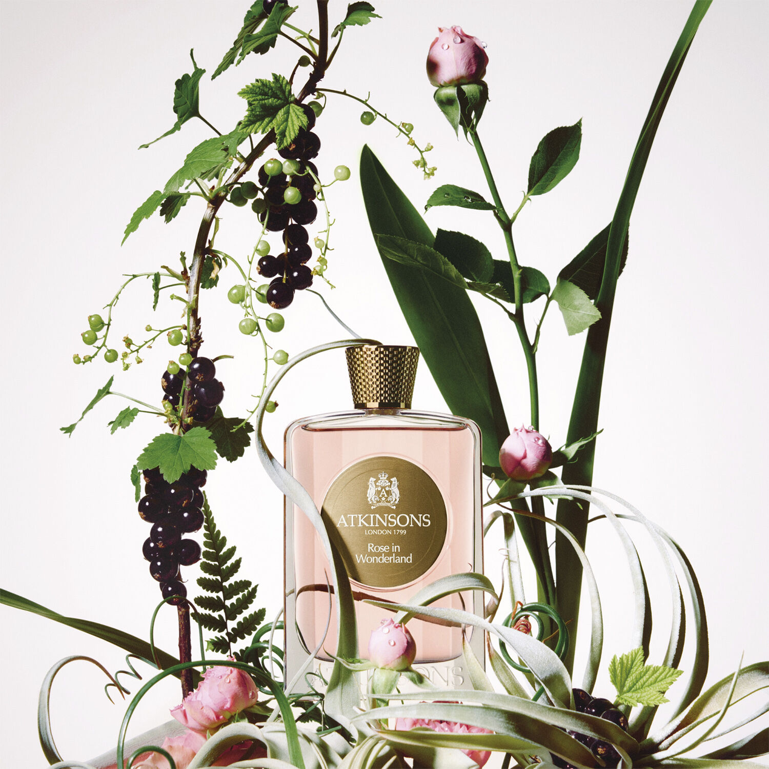 Rose Wonderland Eau de parfum female fragrance 100. 0 ML