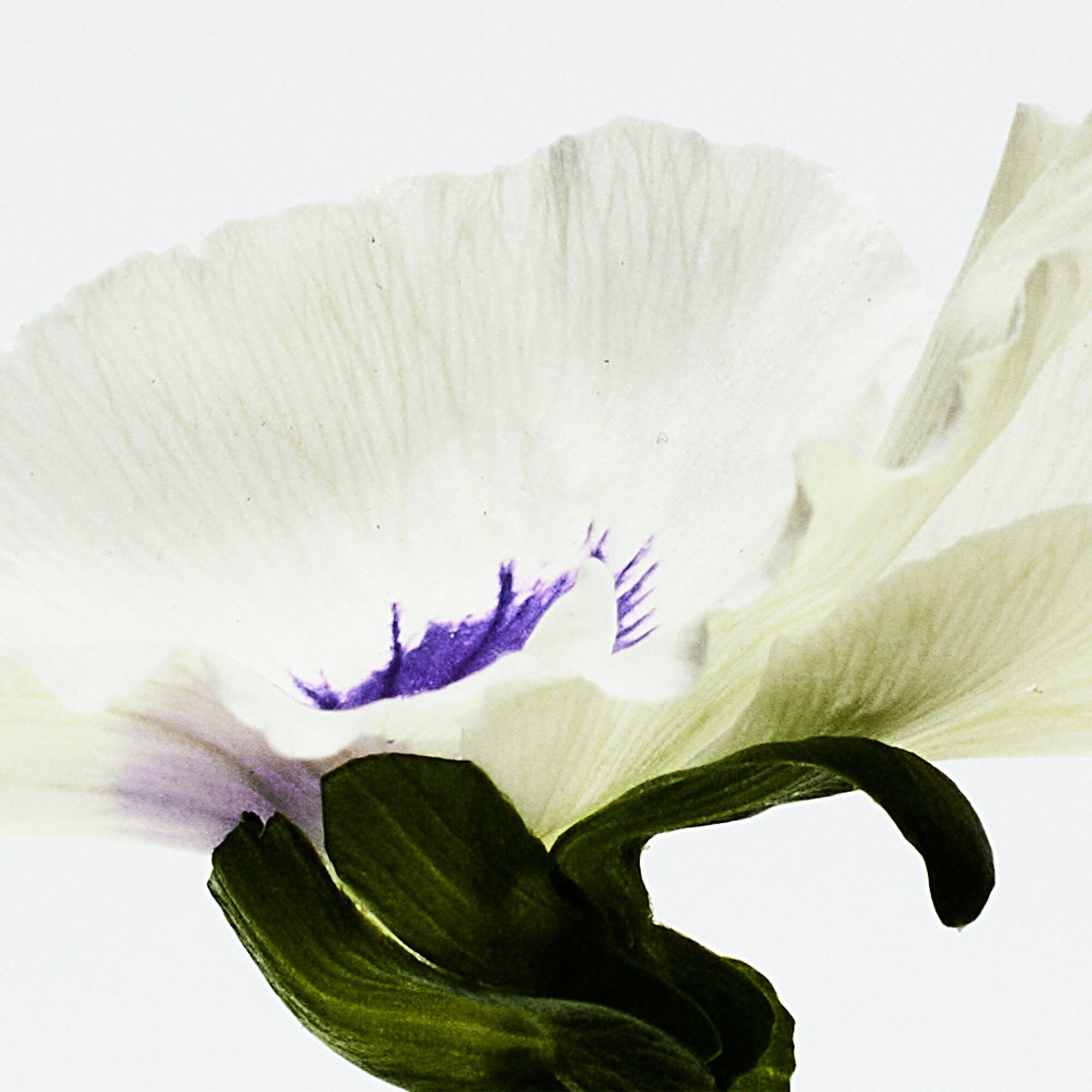 LOEWE Agua Drop Eau de Parfum