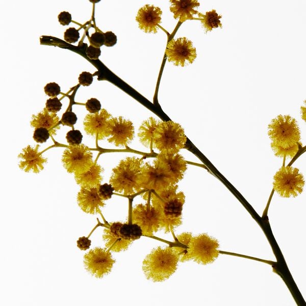 LOEWE Mimosa Textur Small Candle