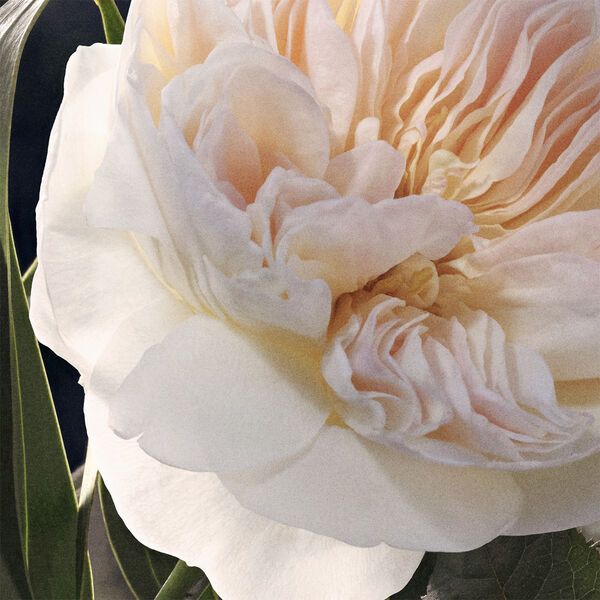 Chloé Eau de Parfum