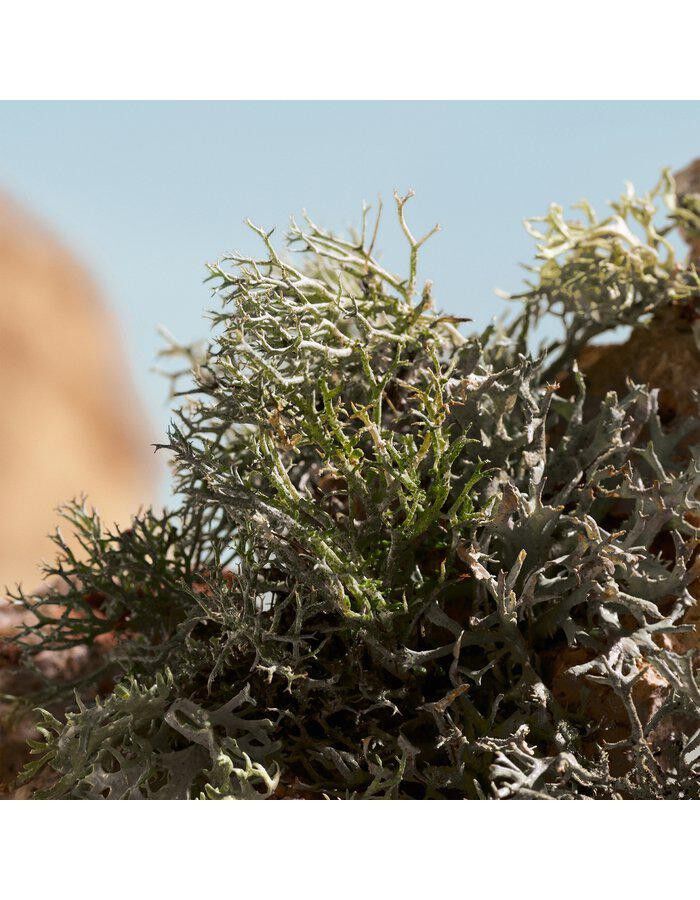 Q by Dolce&Gabbana Elixir 50 ml