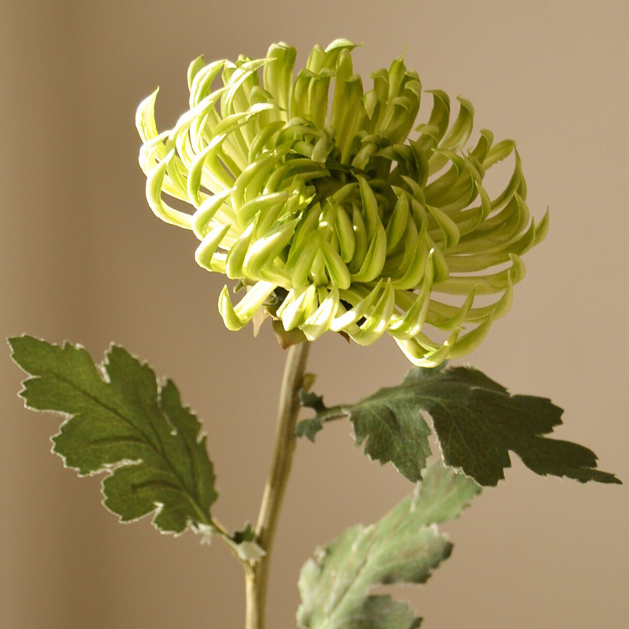 Semi-Cactus Dahlia Flower