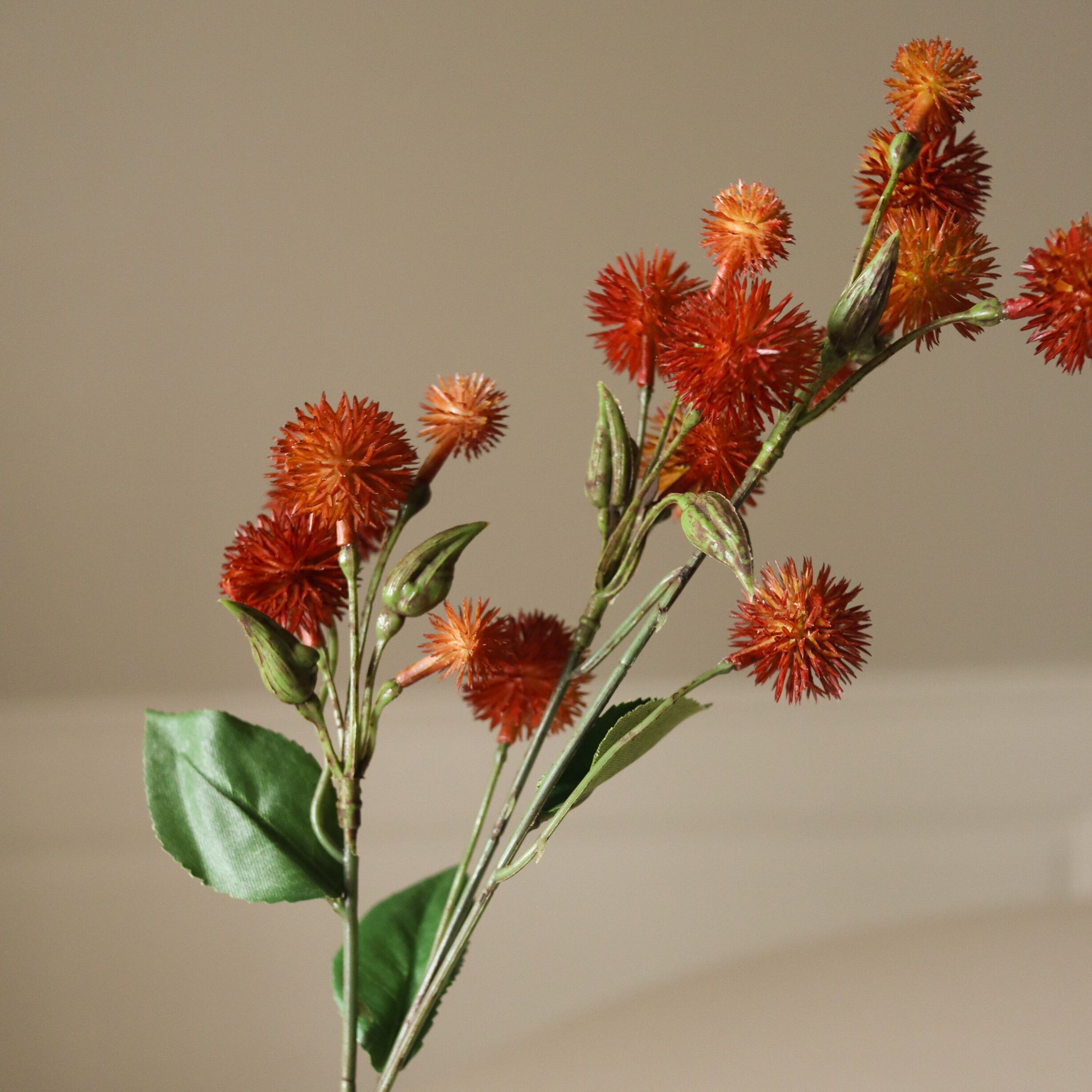 Echinops Ritro Thistle Ball