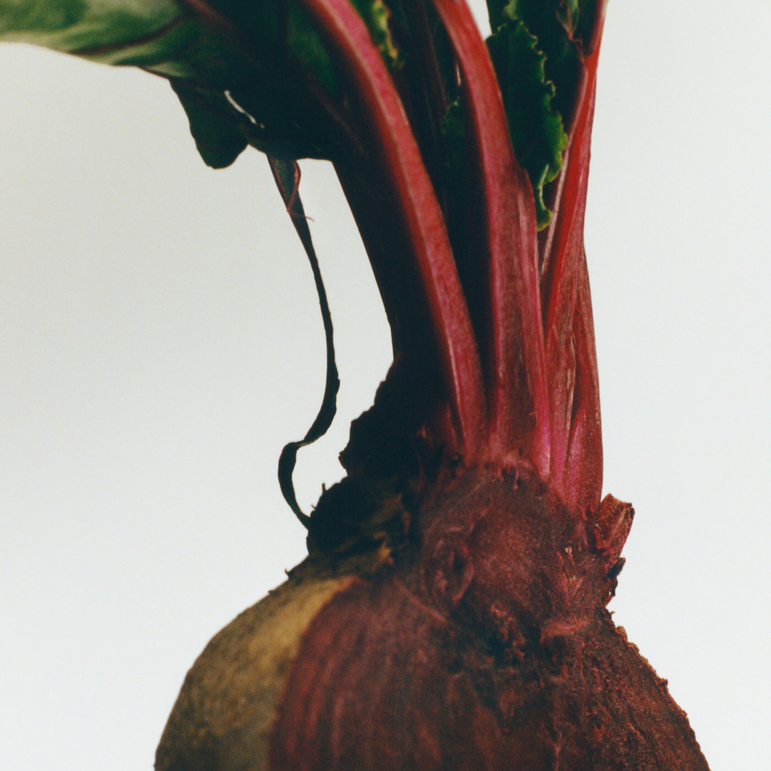 LOEWE Beetroot Scented Wax Candle holder