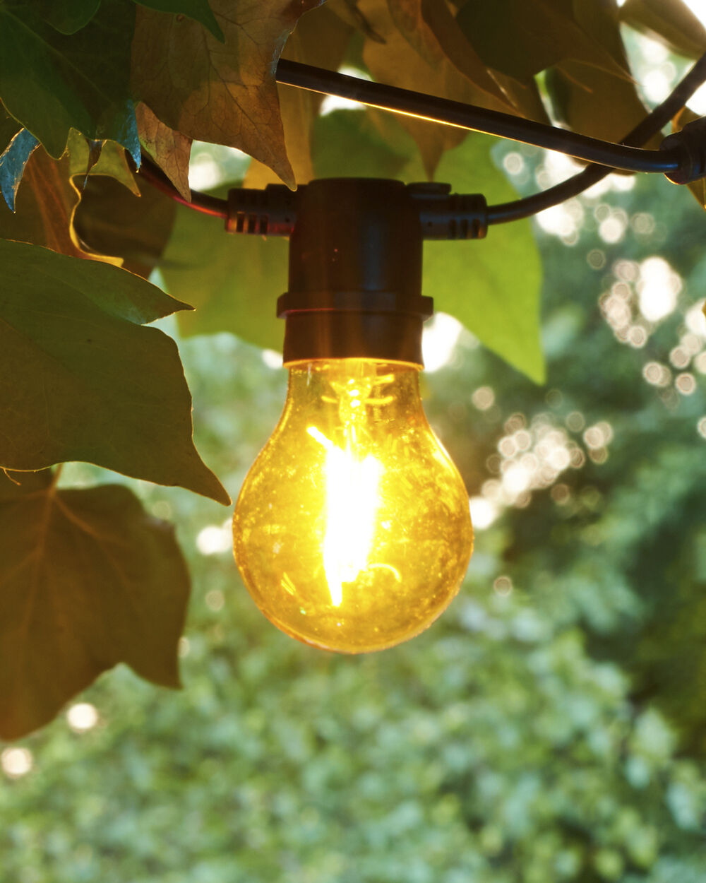 Tobias, Reservep&aelig;re, Gul