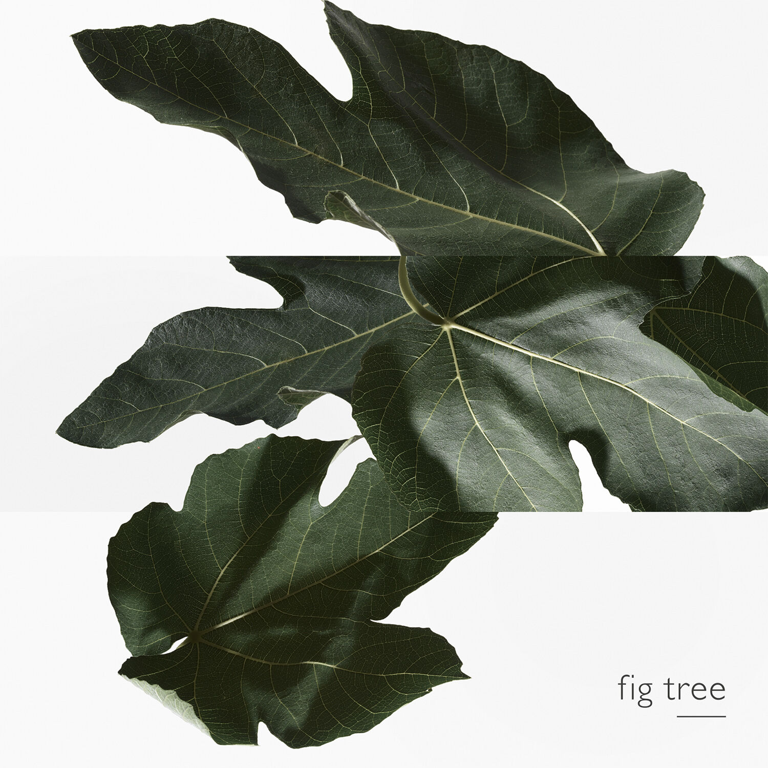 Un Jardin en M&eacute;diterran&eacute;e Eau de Toilette