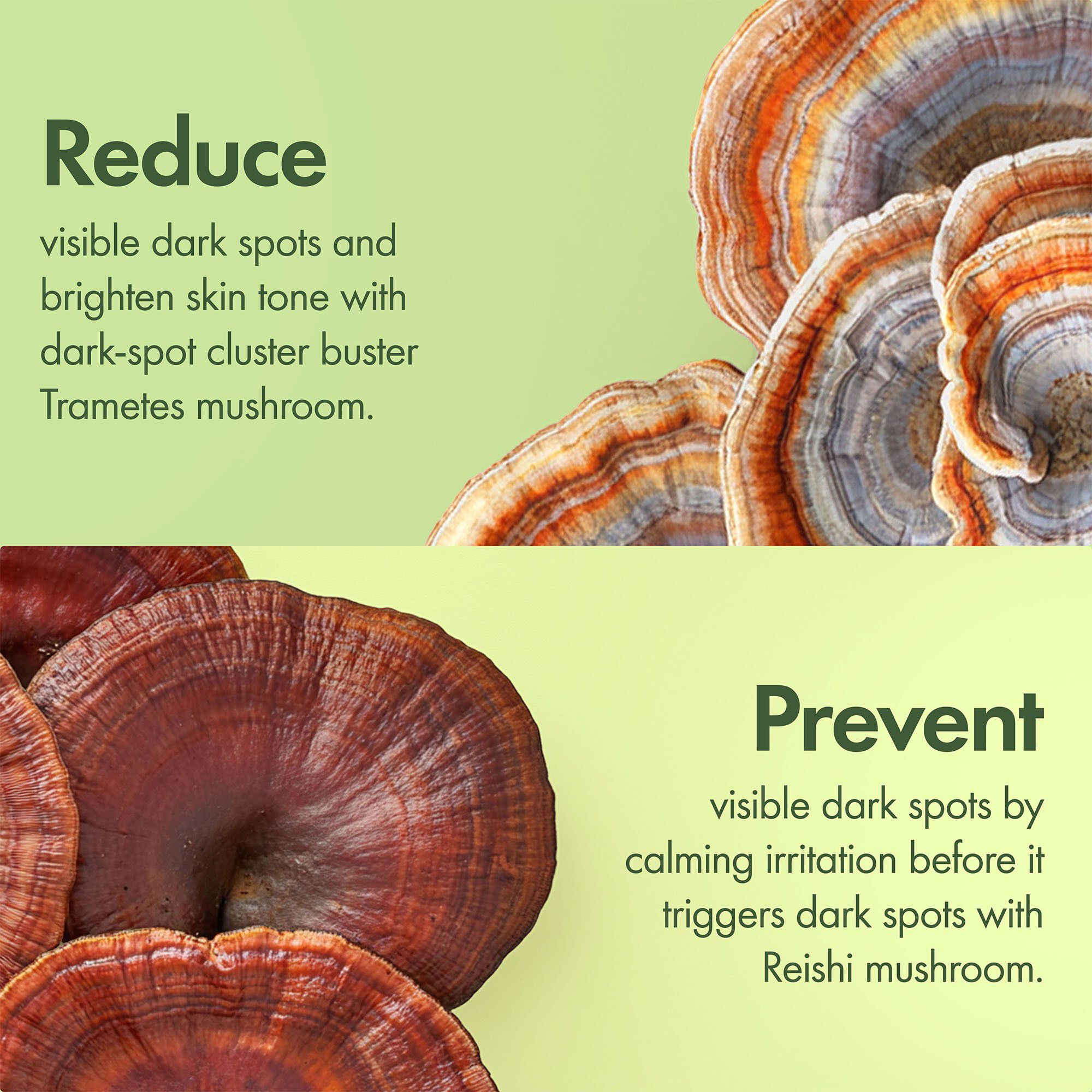 Dr. Weil Mega-Mushroom Dark Spot Correcting Brightening Moisturizer