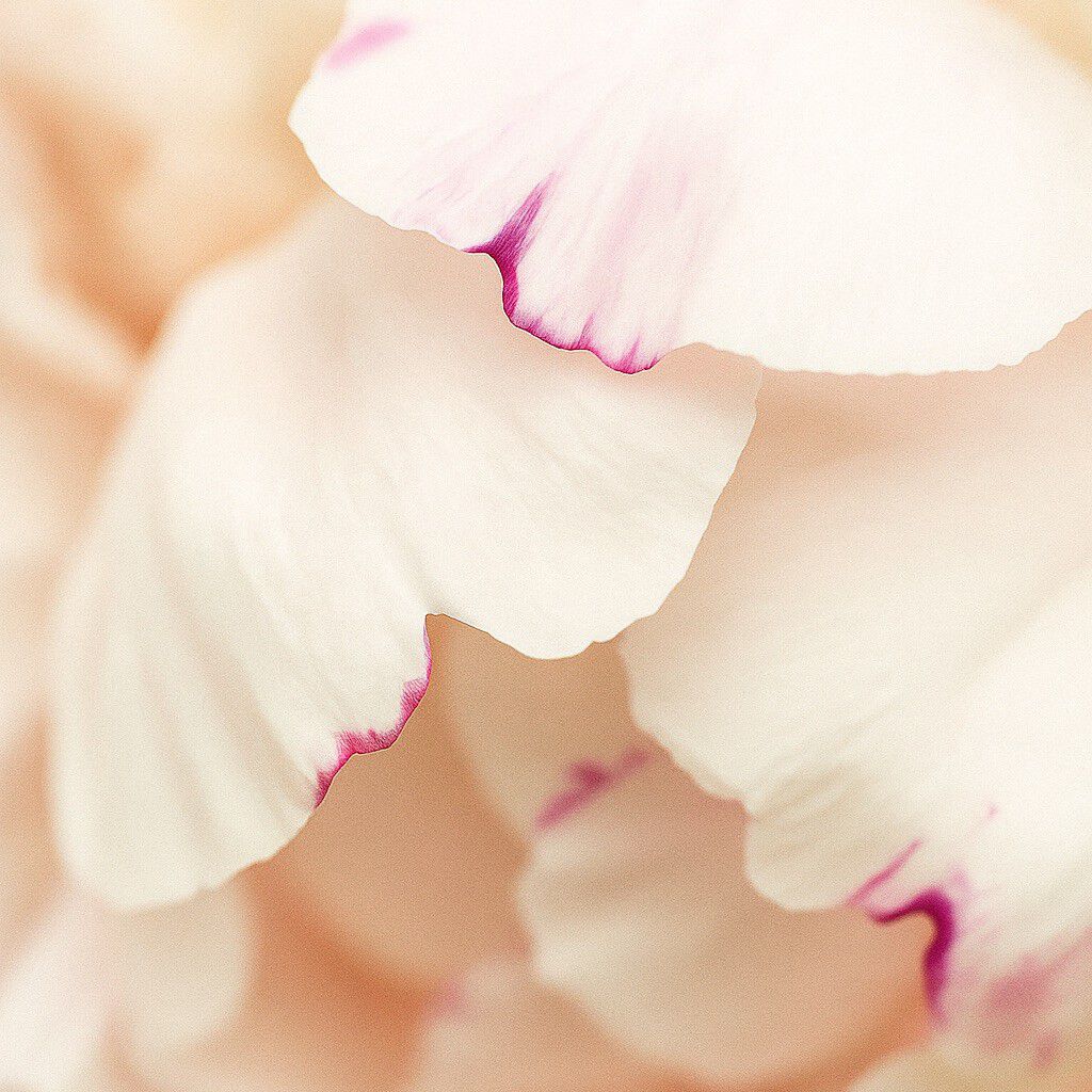 Pivoine du Matin Scented Candle