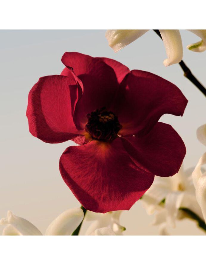 Chloé Chloé Le Parfum EdP 150 ml Refill