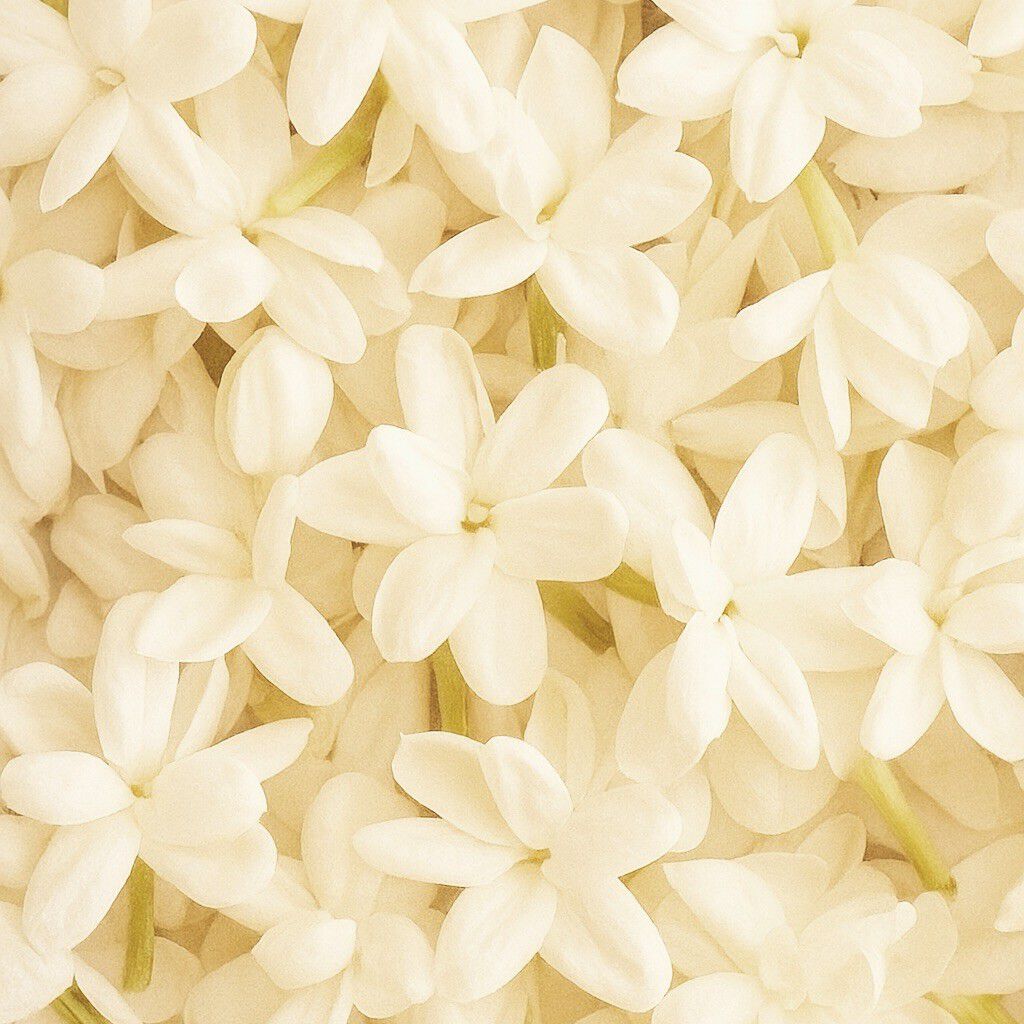 Jasmin de Chine Scented Candle