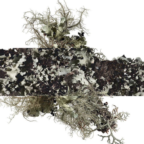 Eau d'orange verte Eau de Cologne