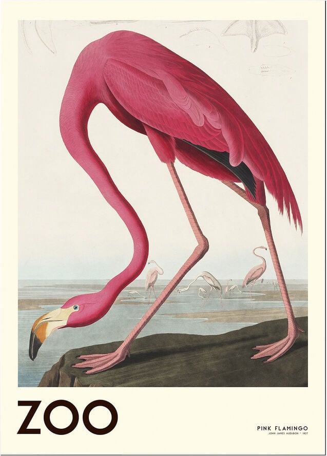 The Zoo Collection Pink Flamingo Edt. 001