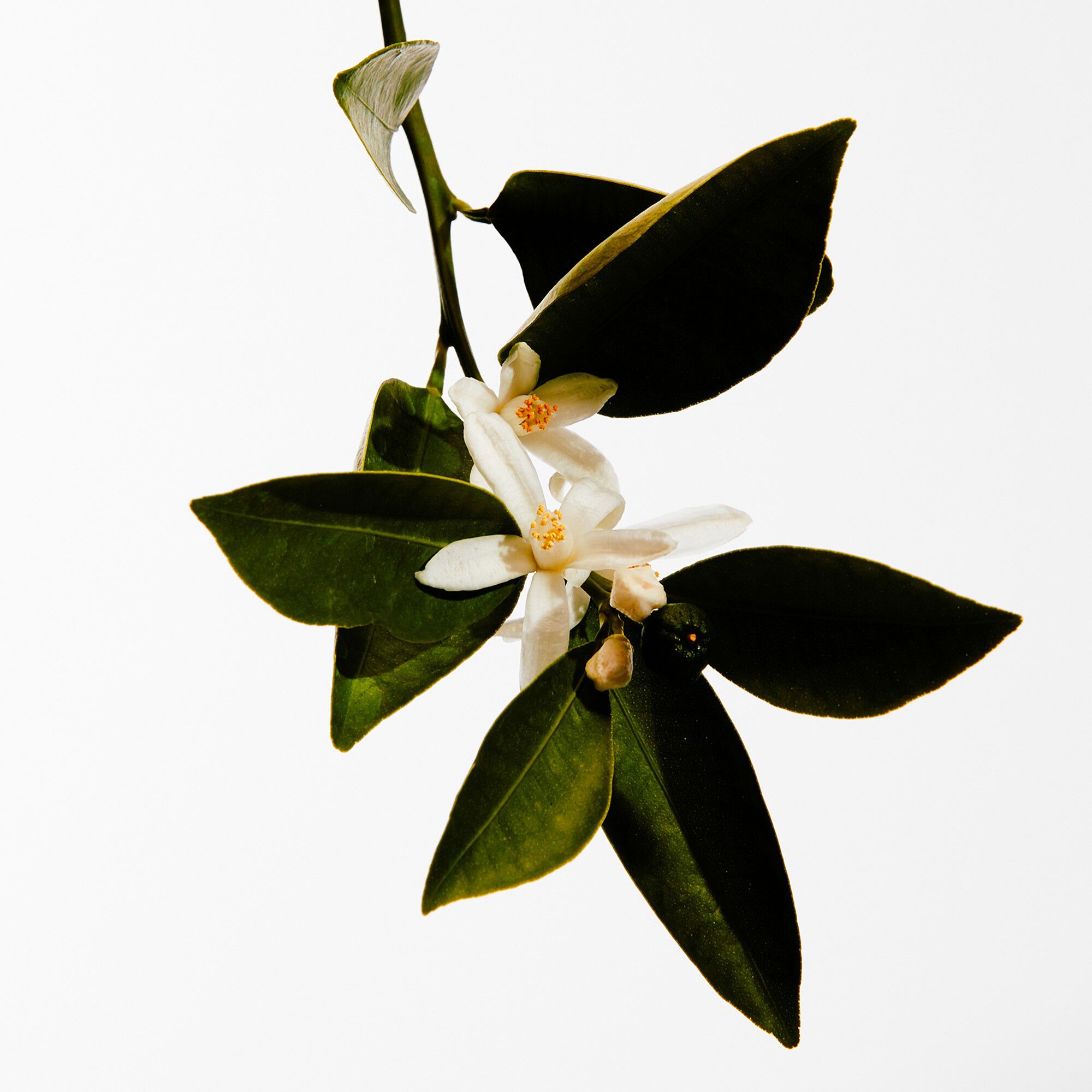 LOEWE Un Paseo por Madrid Casa de Campo Eau de Parfum 100 ml