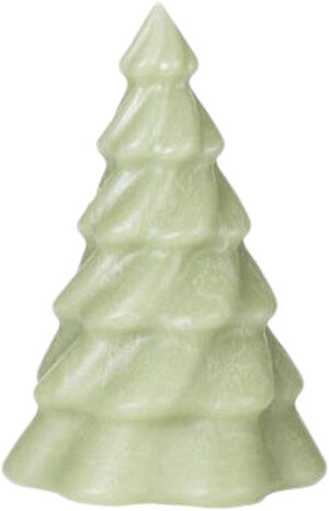 Pinus