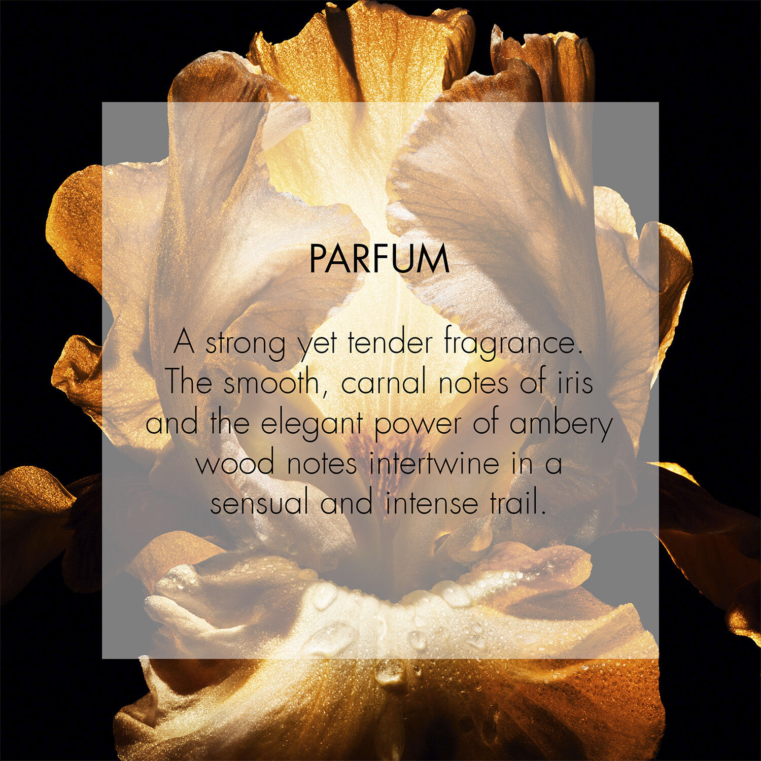 Dior Homme Parfum Fragrance