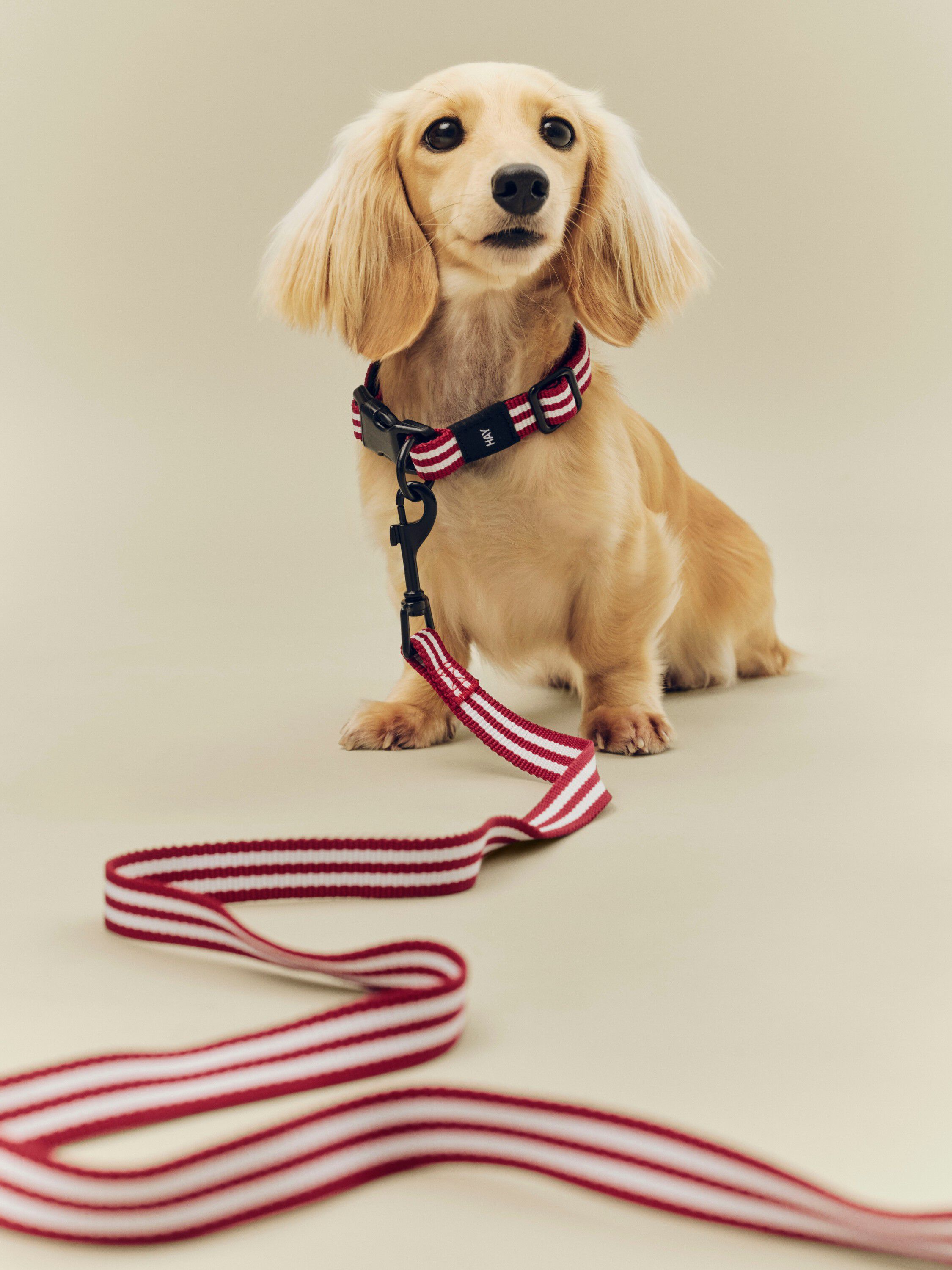 HAY Dogs Leash-Flat M/L-Red and whi