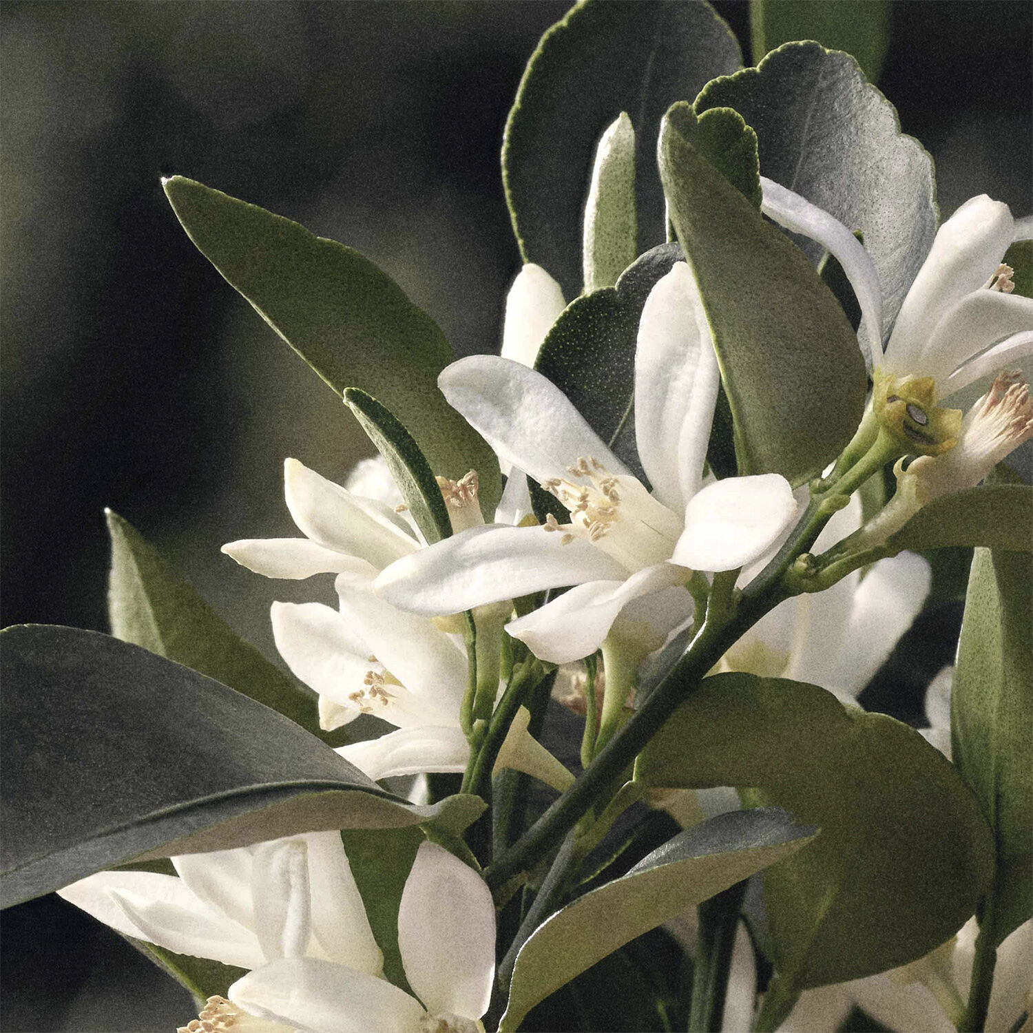 CHLO&Eacute; Naturelle Eau de parfum