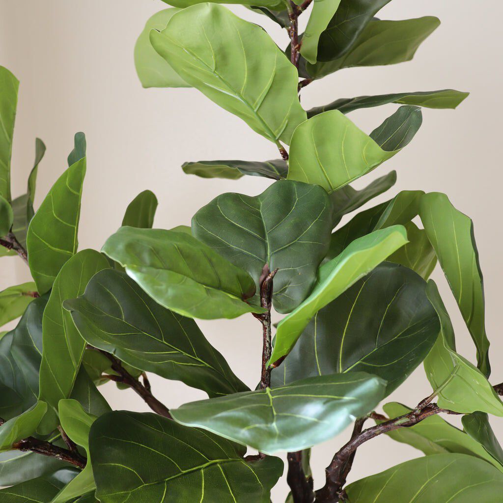 Fiddle Leaf Fig