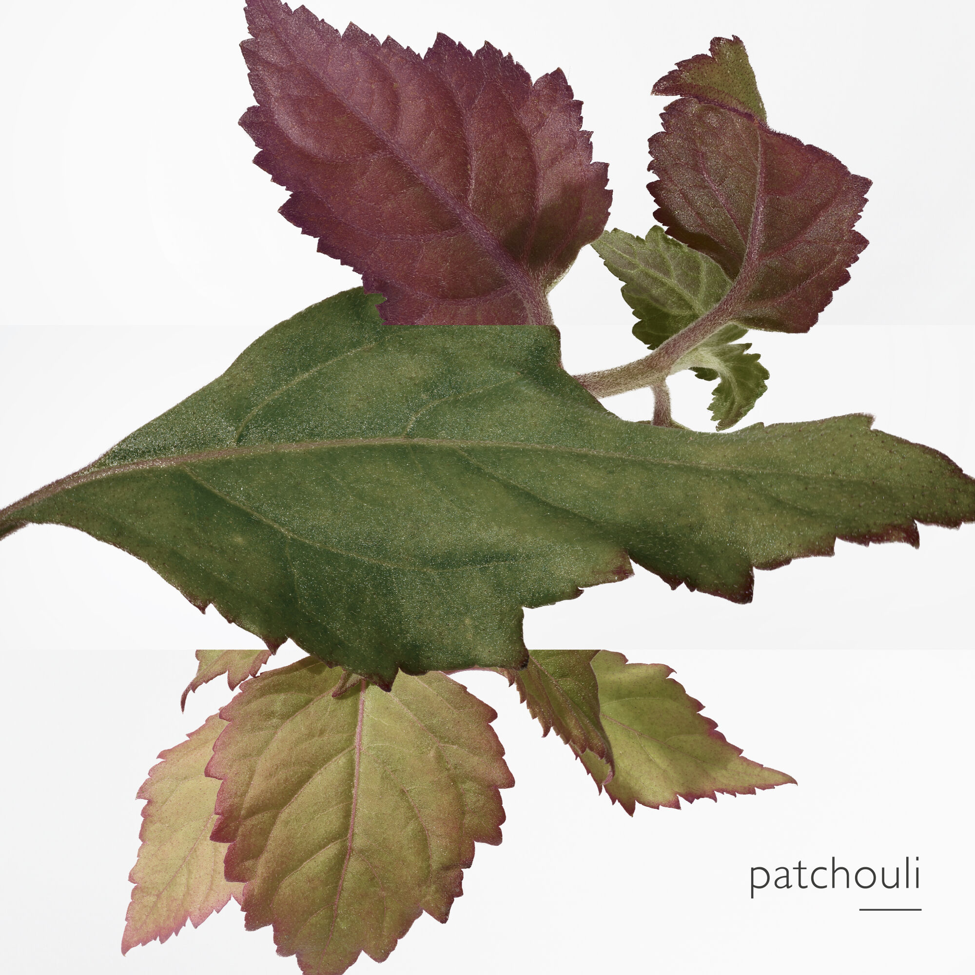 Elixir des Merveilles Eau de Parfum 50 ml.