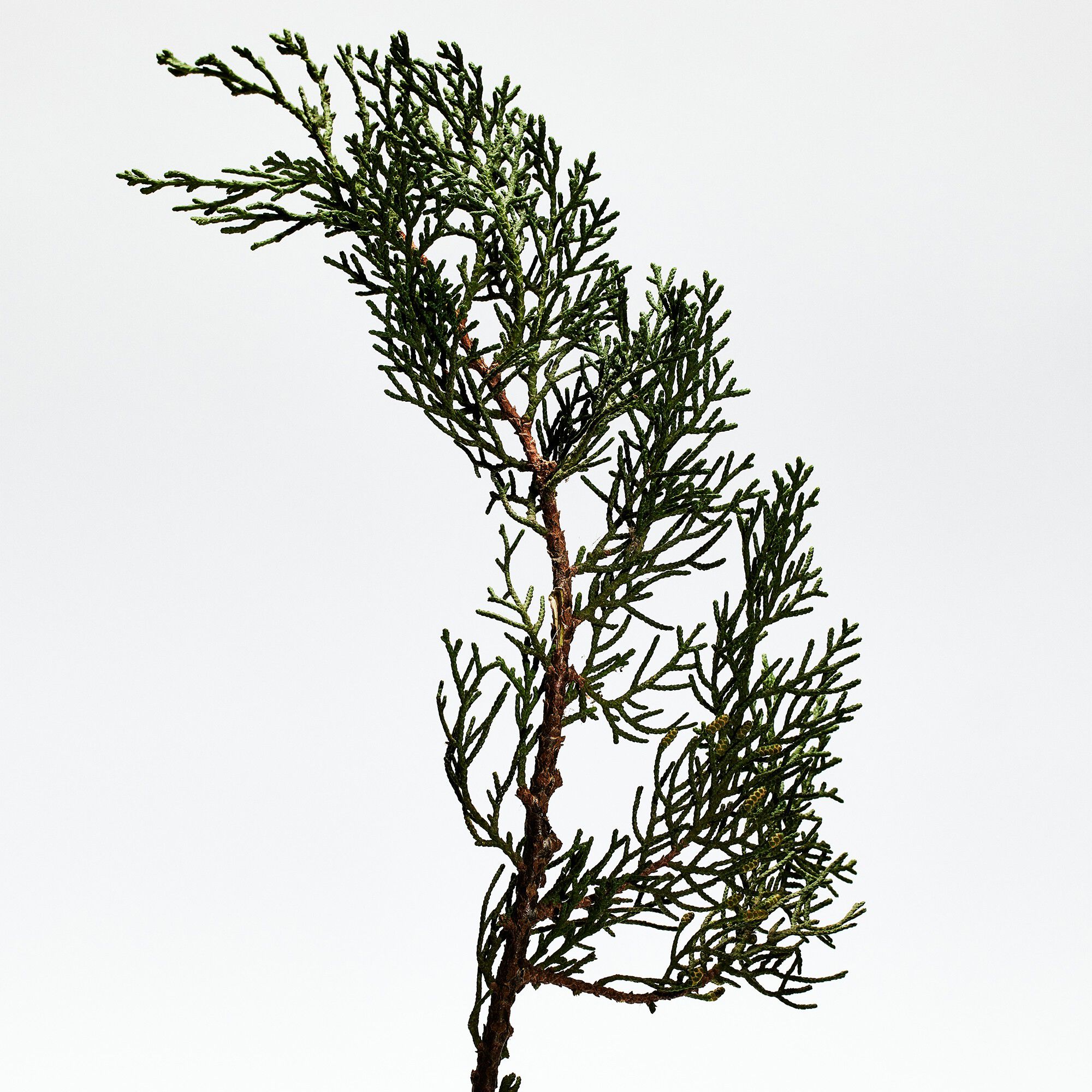 LOEWE 001 Man Eau de Parfum