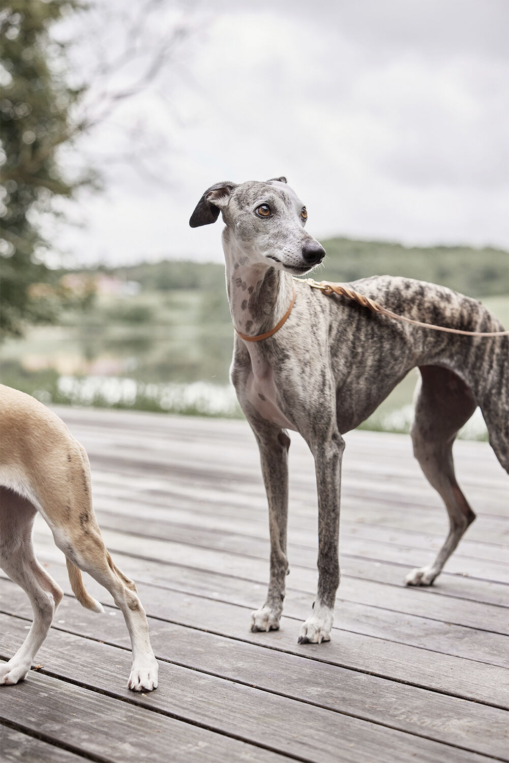 Robin Hundehalsb&aring;nd - Lille