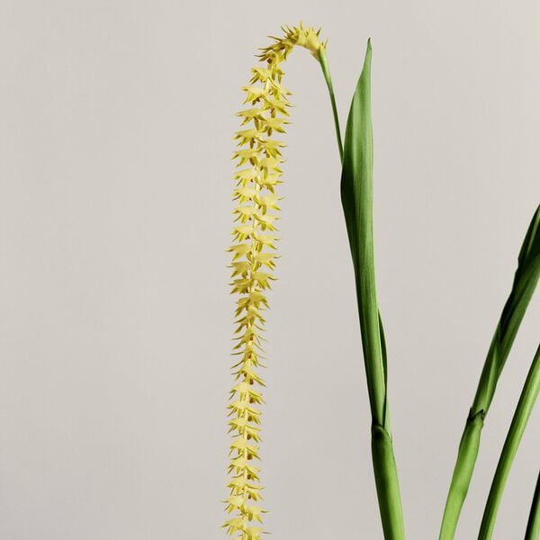 LOEWE Orchid Textur Small Candle