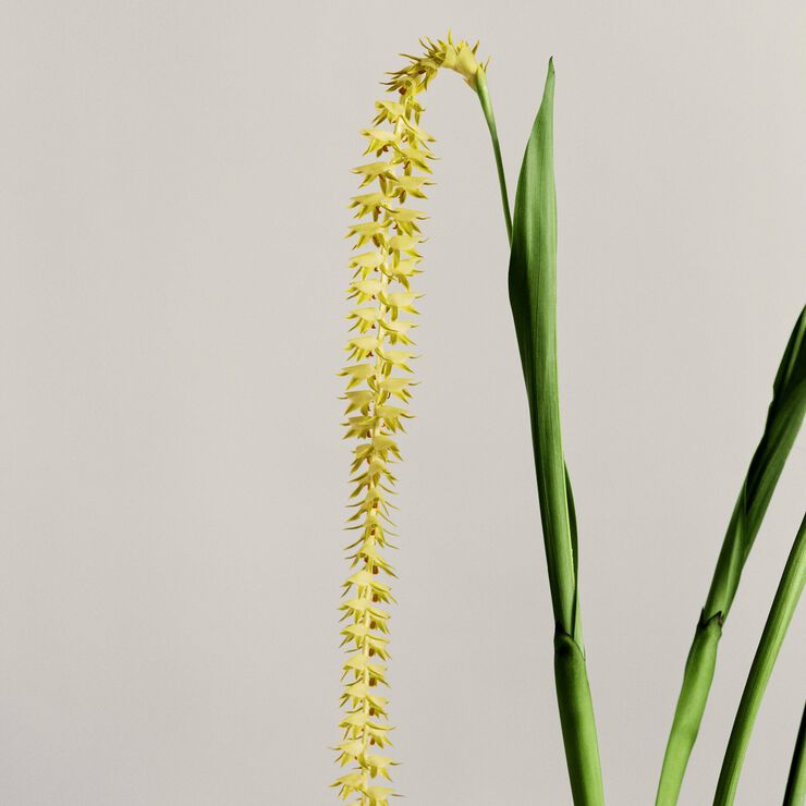 LOEWE Orchid Textur Small Candle