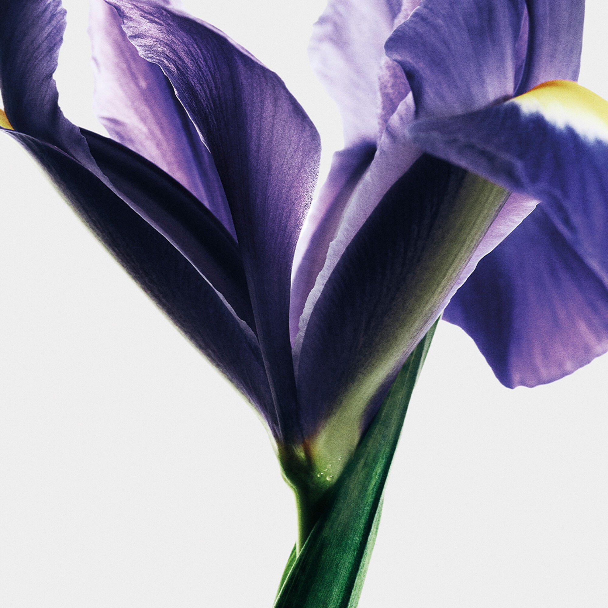 LOEWE Crafted Collection Iris Root Eau de Parfum 100 ml