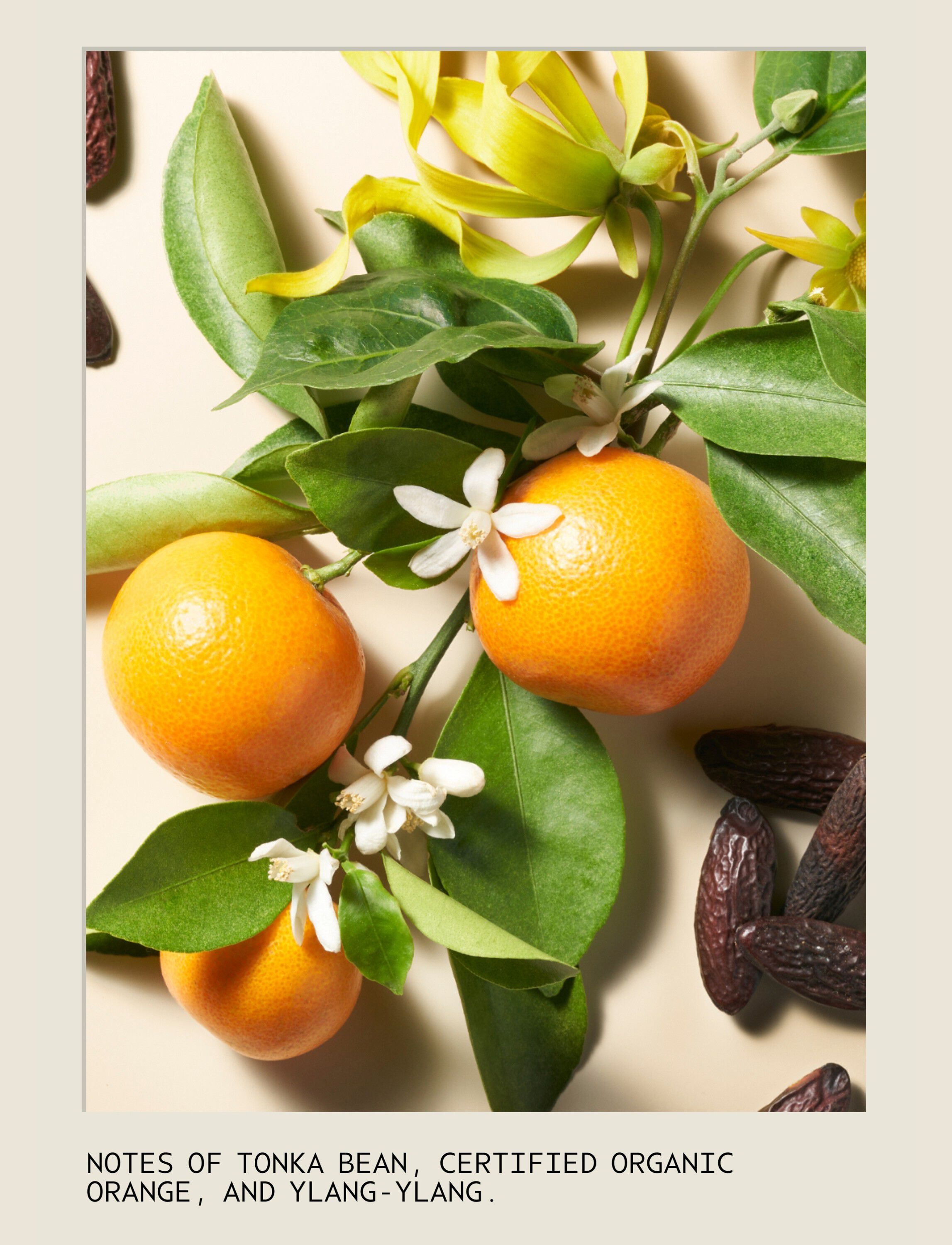 Cherry Almond Shampoo 250ml