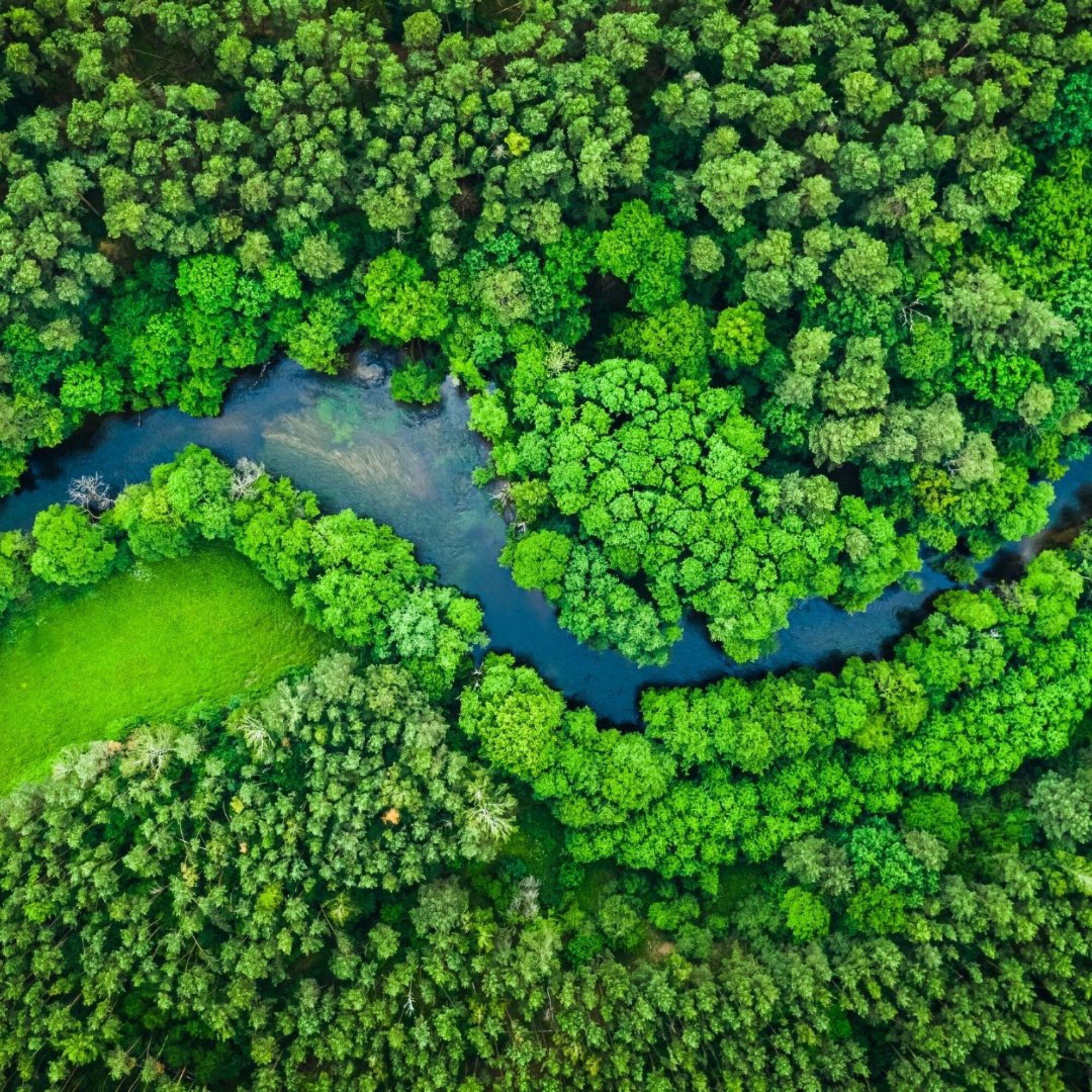 PERROY BLUEFOREST 100 ml