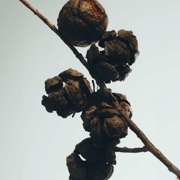 LOEWE Cypress Balls Small Candle
