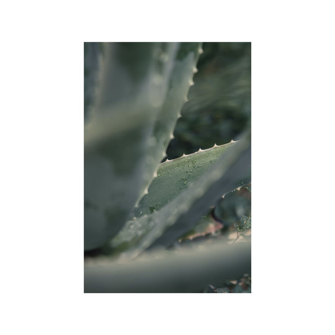 Organic Deep Nourish Body & Massage Cream lavender