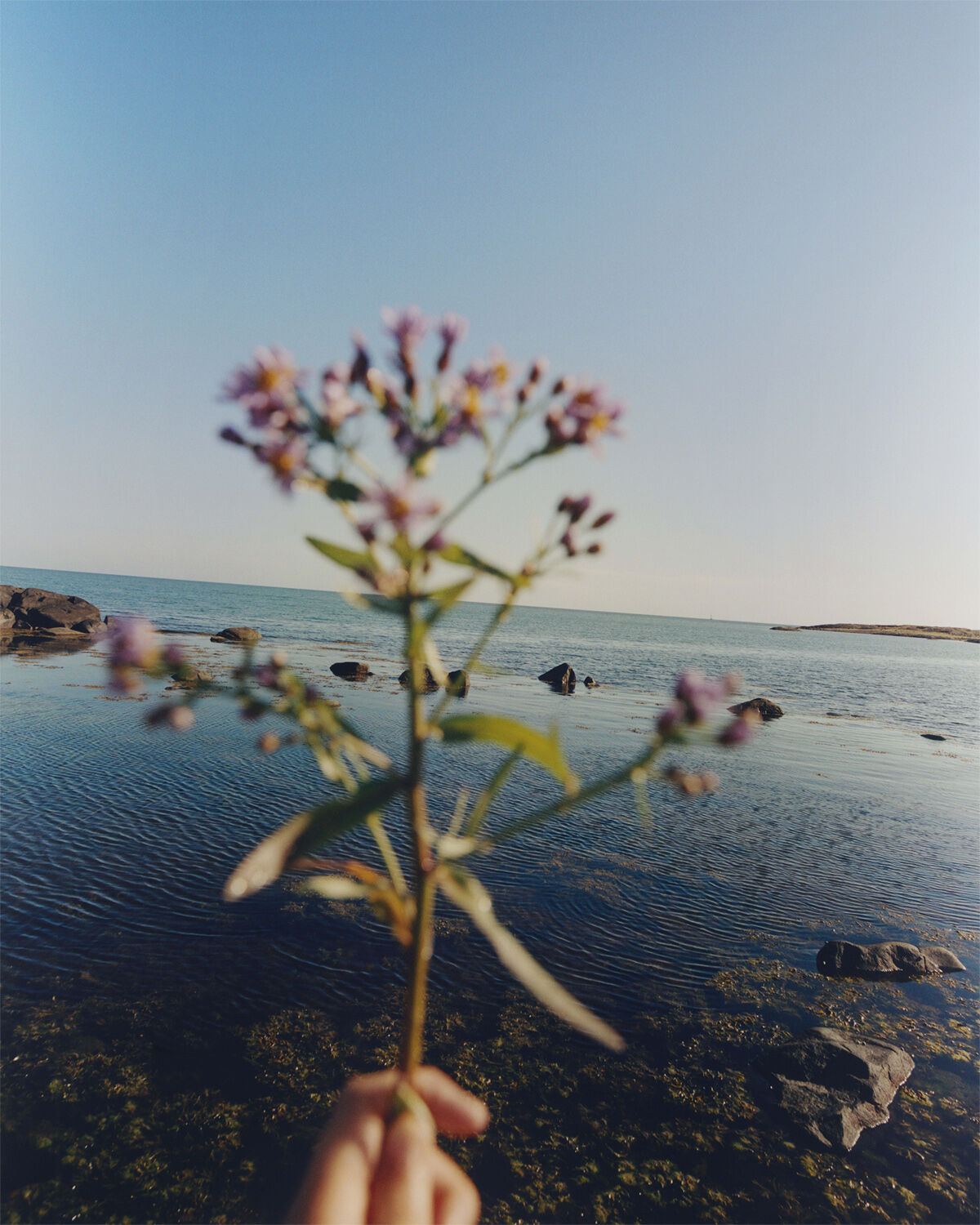 276 Essential Cleansing Oil CosN