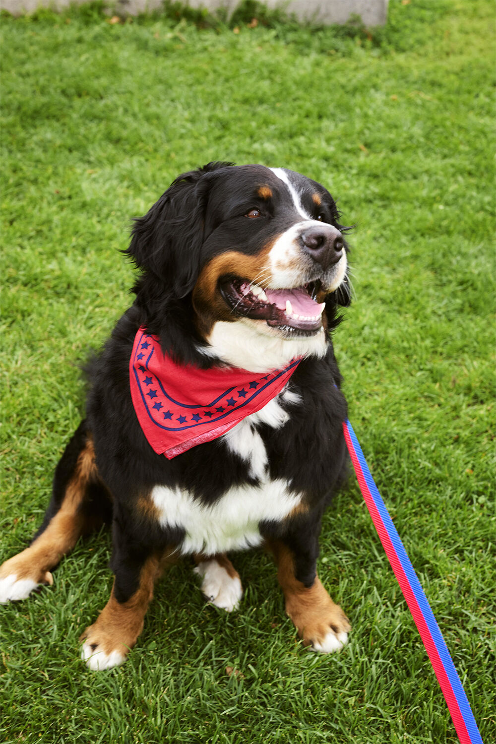 HAY Dogs Leash-Flat M/L-Red, blue