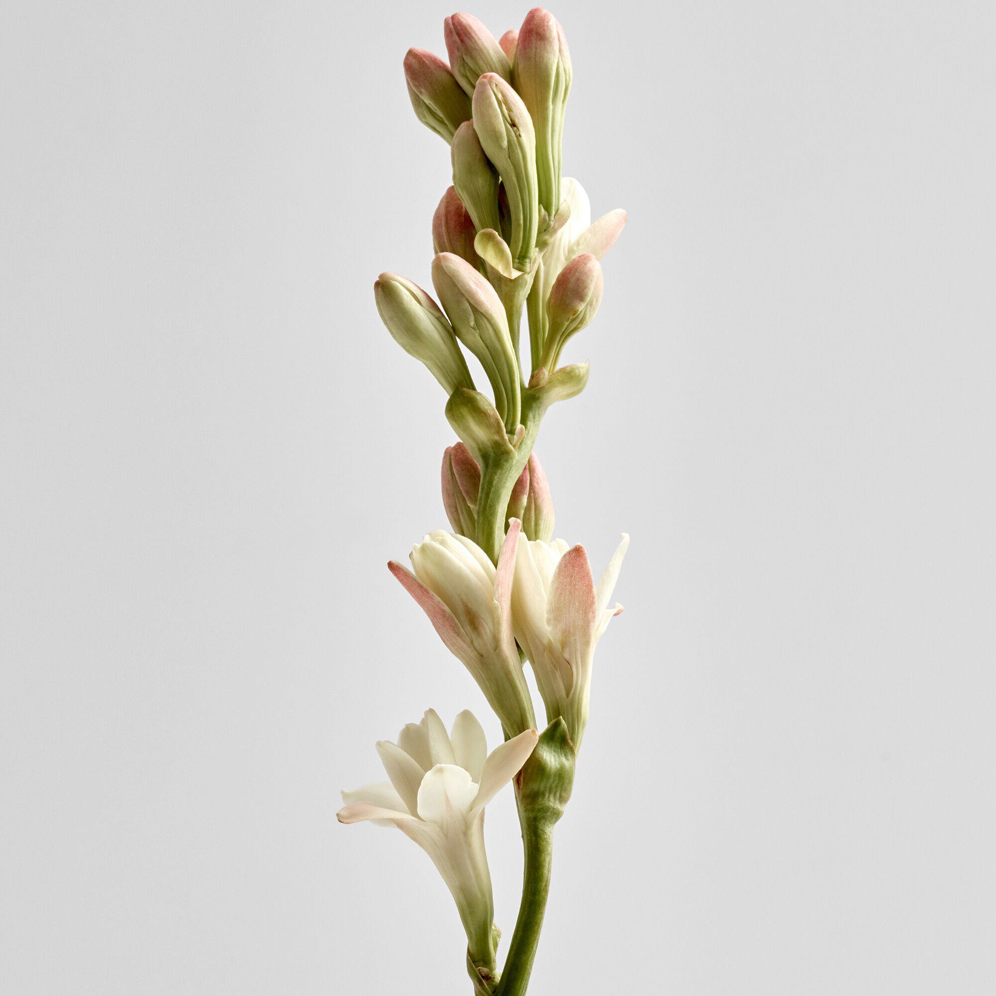 LOEWE Tuberose Candle Small