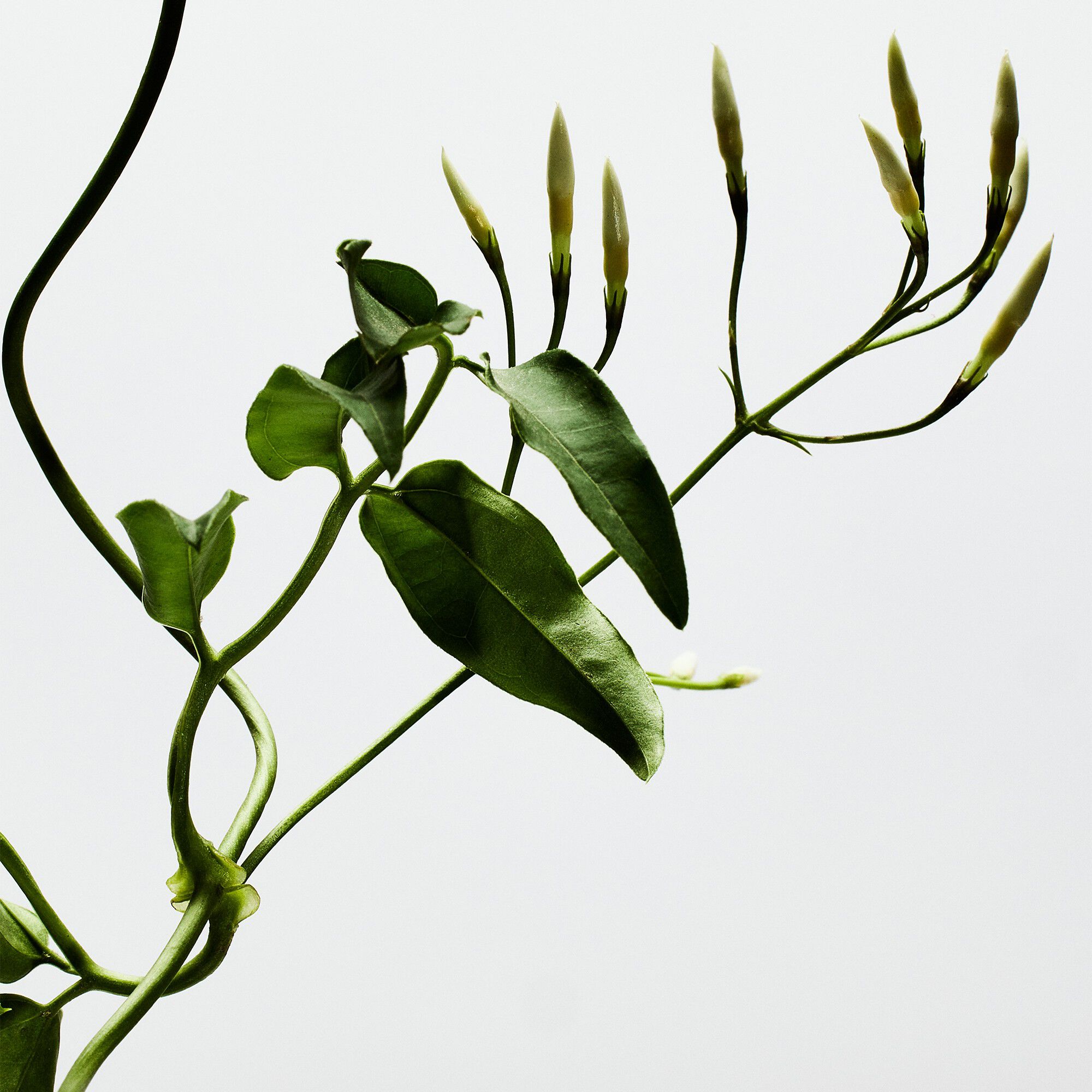 LOEWE 001 Woman Eau de Parfum