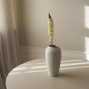 Eremurus Large Foxtail Lily
