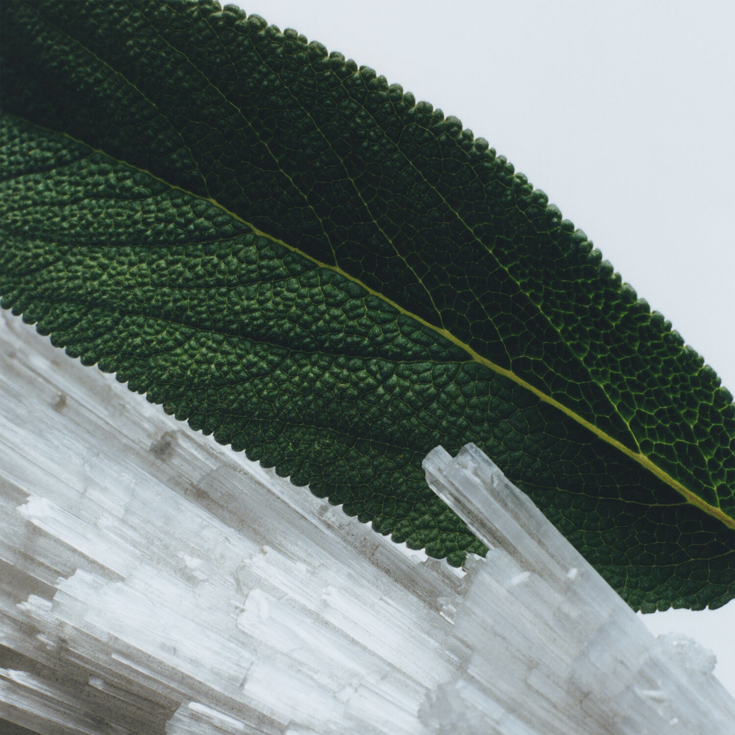 Wood Sage & Sea Salt Home Diffuser