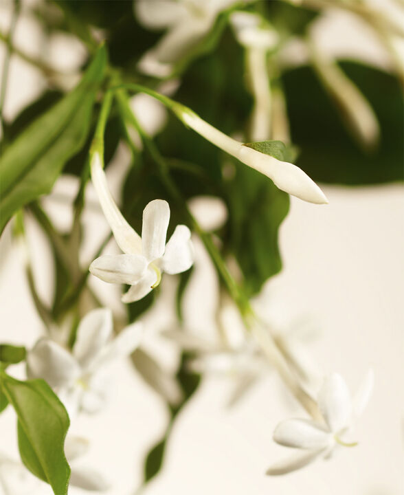 Sweet Jasmine Refill Scented Candle 360g