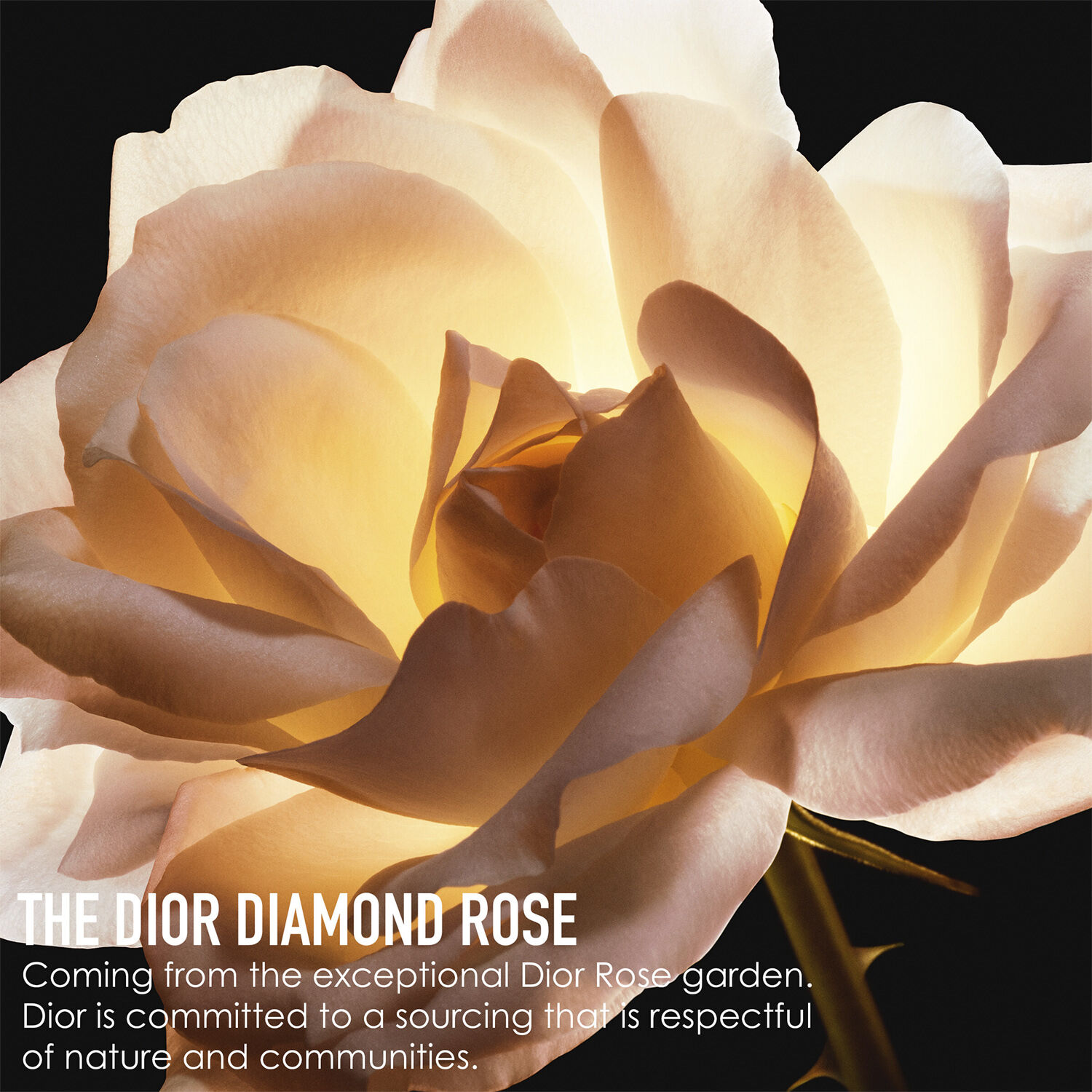 Dior Prestige La Creme Riche Refill 50ML