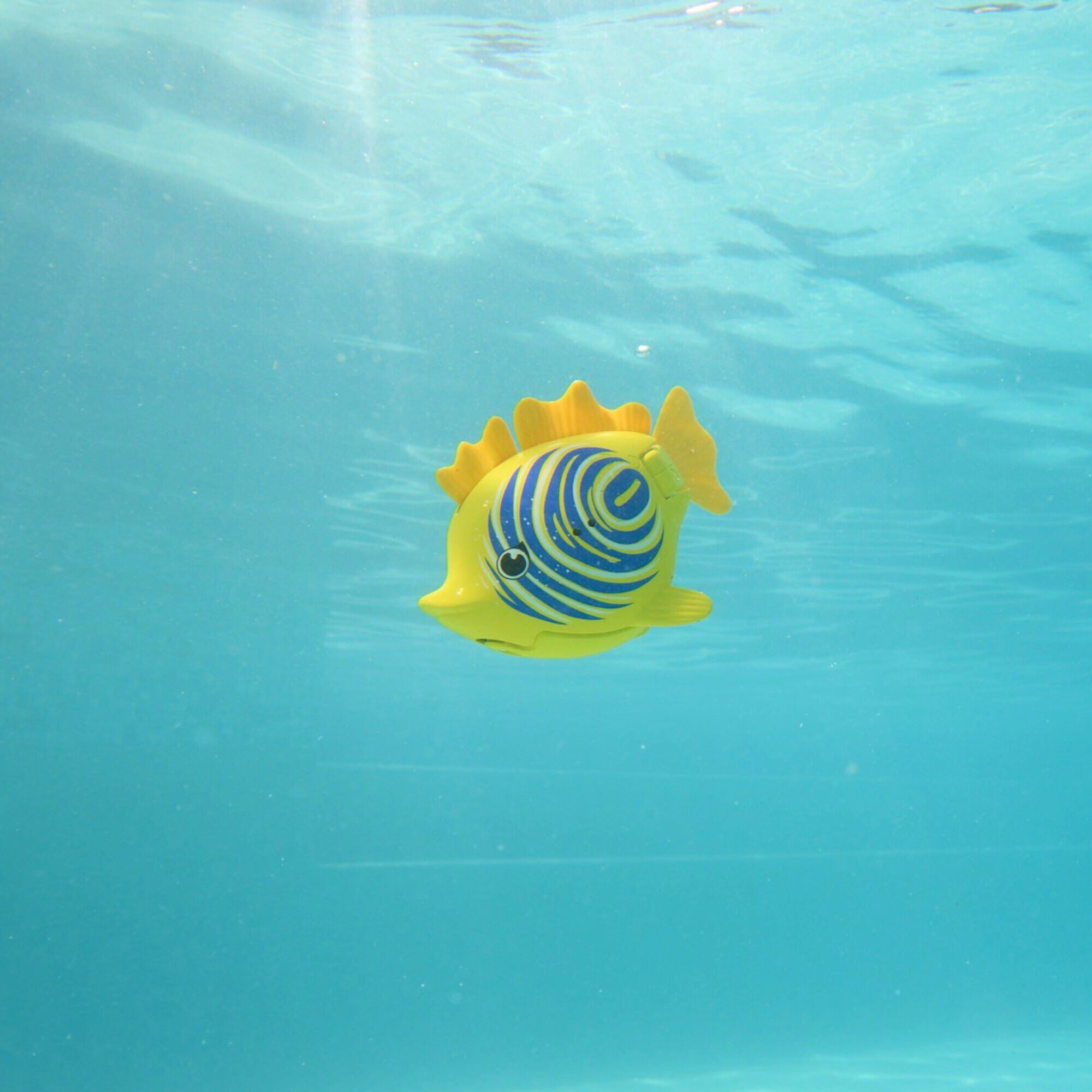 Rainbow Reef Fish - Zebra