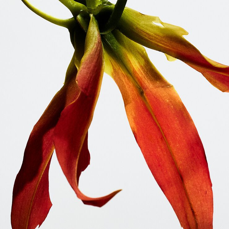 LOEWE Paul Ibiz Ecle EDP 50 ml